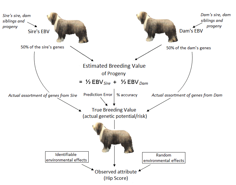 diagram showing model for EBV calculation