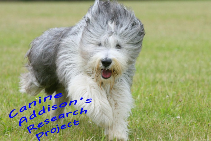 Canine Addison's Research Project logo